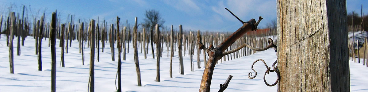 Winter Grape Vineyard